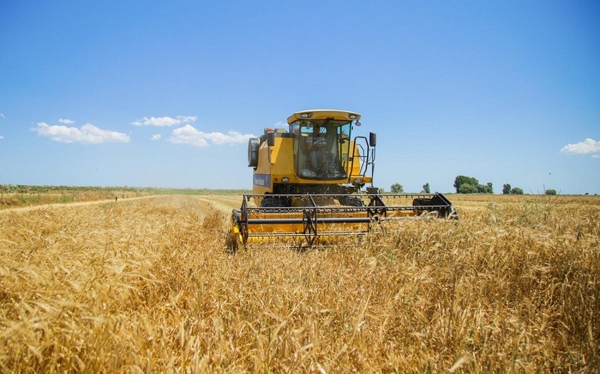 В Азербайджане завершен сбор зерновых на территории свыше 300 тысяч гектаров