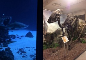 Okeanarium və Galileo muzeyi Okeanarium və Galileo muzeyi