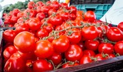 Tomato consumption up 3% in Azerbaijan