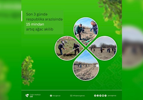 В Азербайджане за минувшие три дня высажено более 15 тыс. деревьев