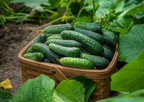 Azerbaijan resumes cucumber exports to four countries