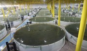 Azerbaijan establishes new Fisheries and Aquaculture Center