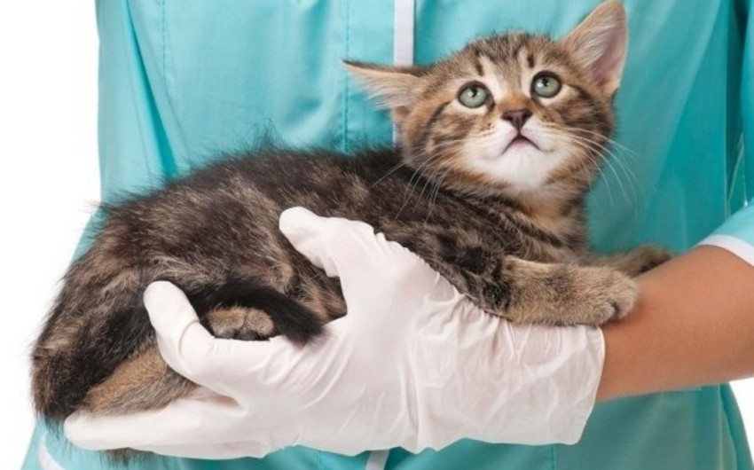Kitten dies after catching COVID off her owner in UK