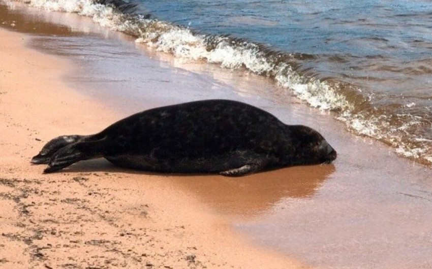 Over 15 seals found dead in Azerbaijani section of Caspian Sea