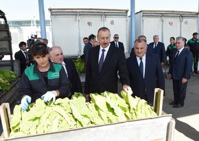 President Ilham Aliyev views tobacco reception center in Gakh district