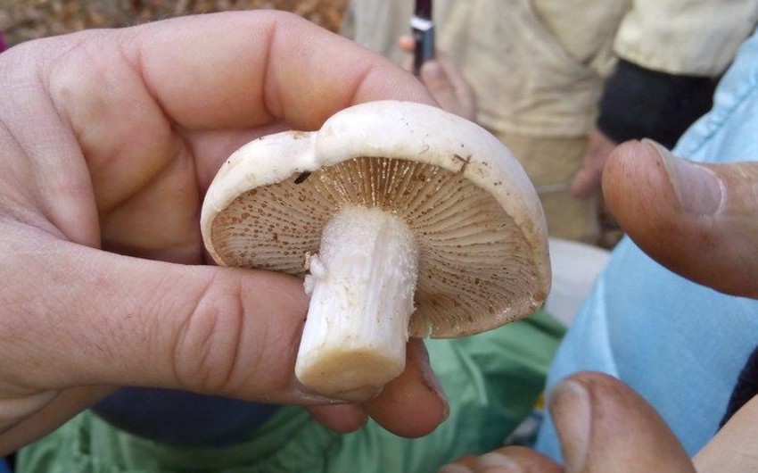 Умер еще один ребенок, отравившийся грибами в Гахе 