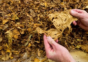 Azərbaycan tütün ixracından gəlirini 4 dəfədən çox artırıb