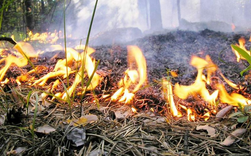 В Габале в труднодоступной горной местности начался пожар
