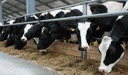 Азербайджан значительно увеличил импорт кормов для животных с основного рынка поставок