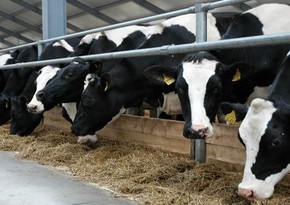Азербайджан значительно увеличил импорт кормов для животных с основного рынка поставок