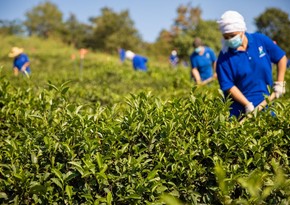 Azərbaycanda çay istehsalı 56 % artıb