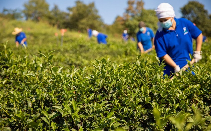 В Азербайджане производство чая выросло на 56%