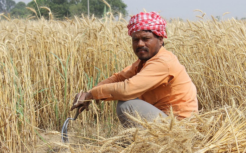 Индия запретила экспорт пшеницы
