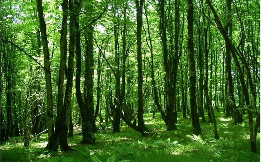 Уволены директора в учреждениях охраны и восстановления лесов четырех районов