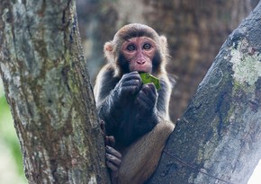 Смерть человека от вируса обезьяны впервые подтверждена в Китае