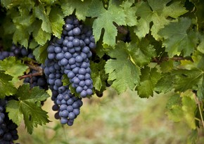 Azerbaijan shares data on grape imports in 1Q2024