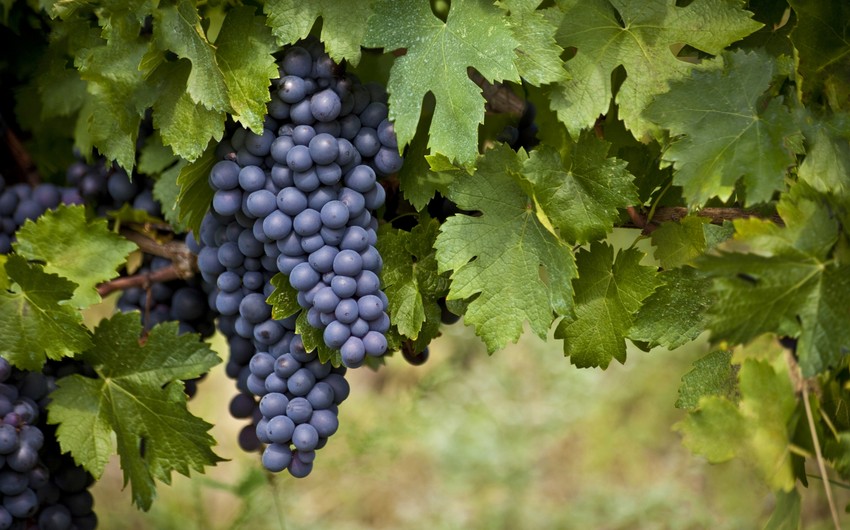 Azerbaijan shares data on grape imports in 1Q2024