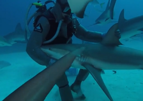 Marine biologist hypnotizes huge shark - VIDEO