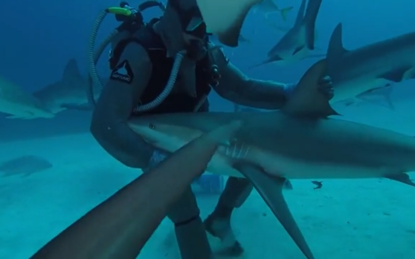 Marine biologist hypnotizes huge shark - VIDEO