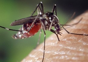 Israel's Health Ministry warns of West Nile fever outbreak