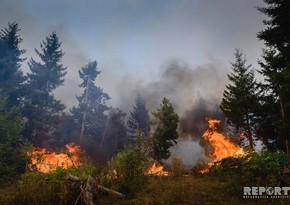 В Южной Корее вспыхнули более 20 лесных пожаров, есть жертвы
