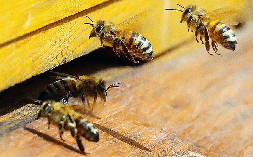 Avstriyada arıları öldürən bağban 1 il müddətinə həbs olunub