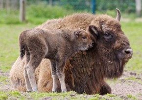Third bison cub born in Shahdag National Park
