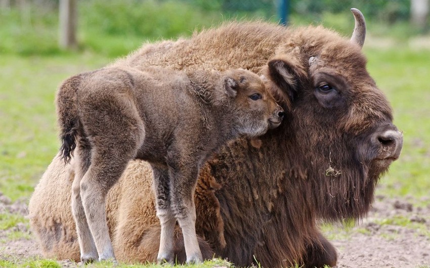 Third bison cub born in Shahdag National Park