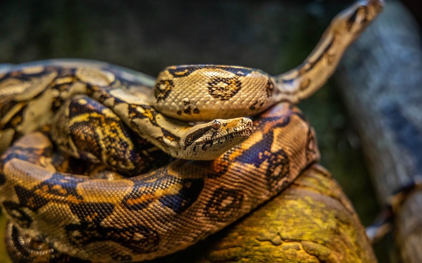 В Геранбое змея ужалила 59-летнюю женщину