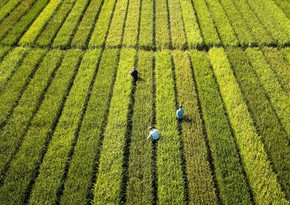 На востоке Китая нашли древнее рисовое поле возрастом 5,3 тыс. лет
