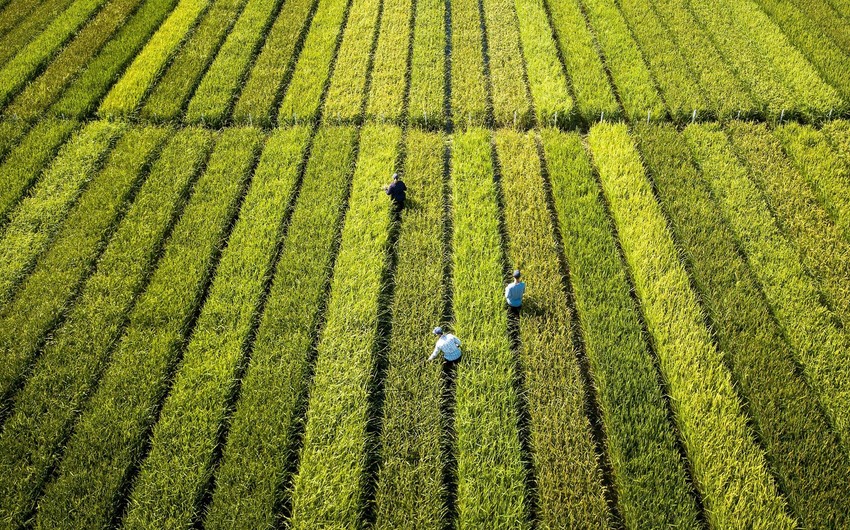 Over 5,300-year-old paddy field discovered in east China