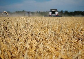 Россия снижает пошлину на экспорт пшеницы