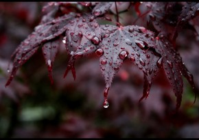 Rainy, windy weather forecast for tomorrow