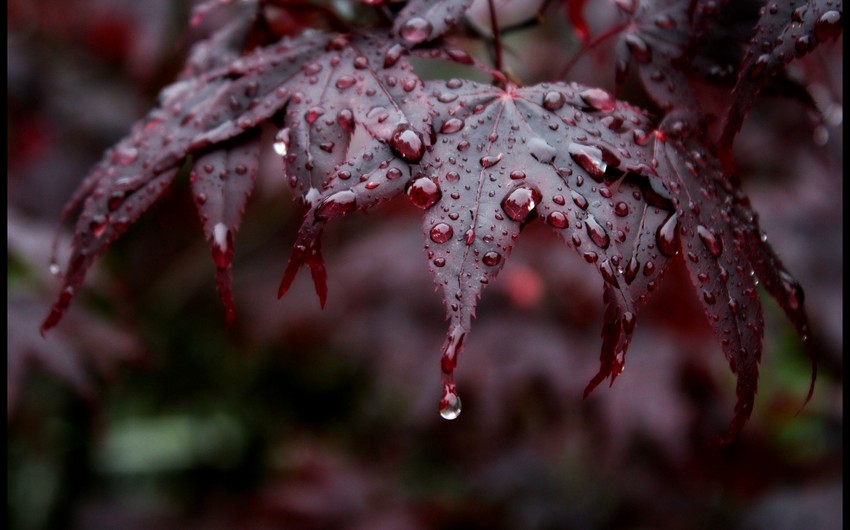 Rainy, windy weather forecast for tomorrow