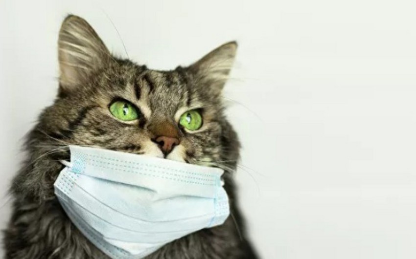 В Гонконге у кошки подтвердился коронавирус
