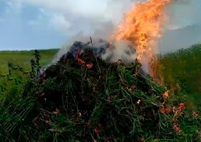 В Лерике уничтожено более 4 тонн кустов дикорастущей конопли