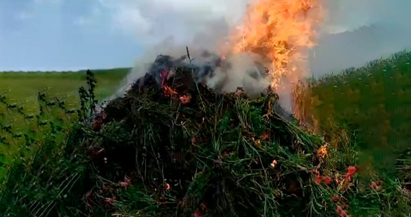 В Лерике уничтожено более 4 тонн кустов дикорастущей конопли