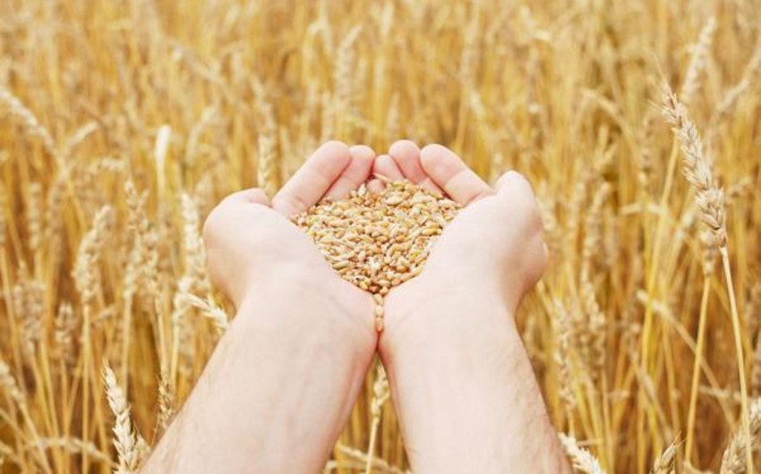 В Азербайджане создана Ассоциация производителей и переработчиков зерна