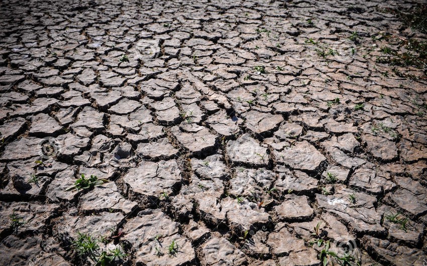 Кения объявила национальное бедствие в связи с засухой