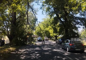 В Огузе ветка крупного дерева обломившись перекрыла автомобильную дорогу