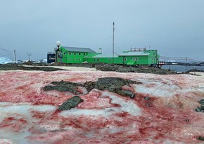 “Watermelon snow” falls in Antarctica