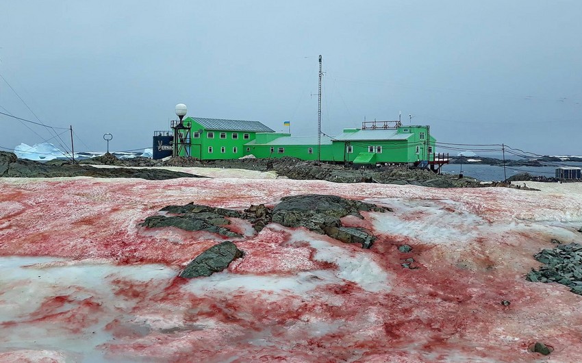 Antarktidada qırmızı qar yağıb - FOTO