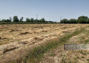 Son günlər müşahidə olunan intensiv yağıntıların kənd təsərrüfatına təsirləri açıqlanıb