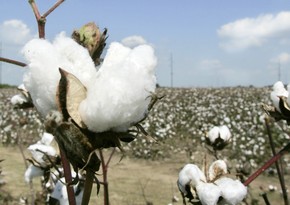 Azerbaijan increases cotton harvest by 2,3-fold