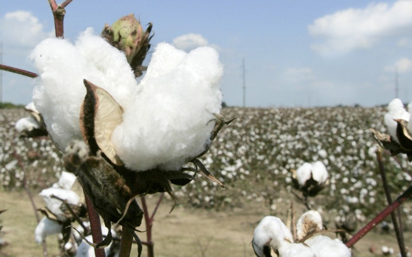 Azerbaijan increases cotton harvest by 2,3-fold