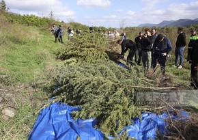 Foreign media representatives inspect drug plantations discovered in Aghdam