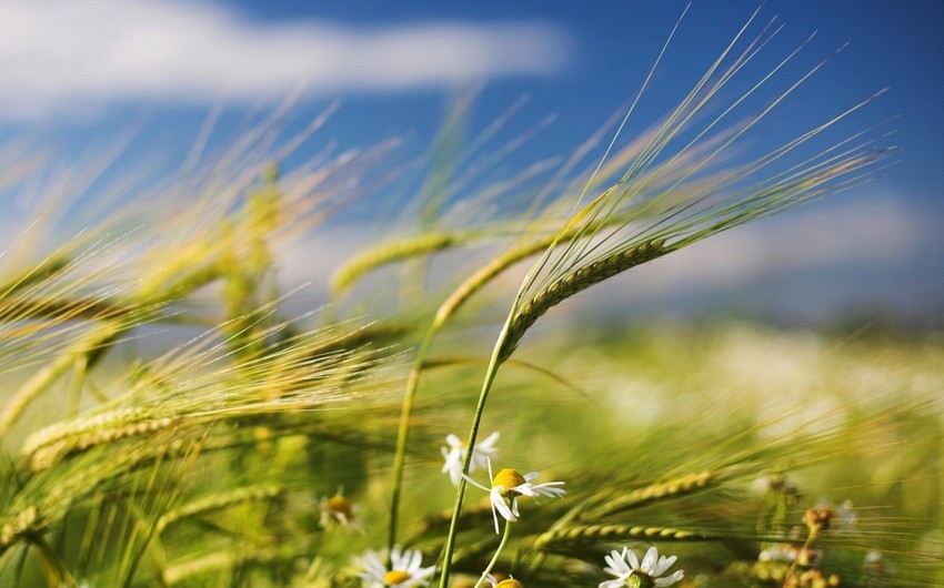 Azerbaijan celebrates Wind Tuesday of Novruz