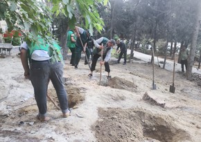 Yaşıllaşdırma Təsərrüfat Birliyi: Yasamal rayonundakı parkda sanitar kəsim aparılıb