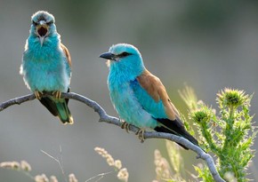 Forbes: Azerbaijan has an incredible diversity of bird species