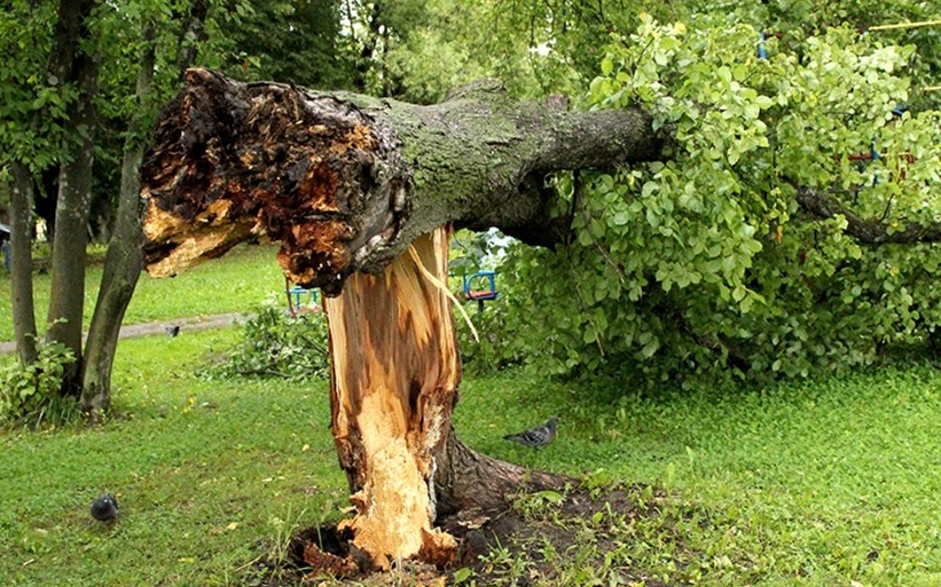 Slovakiyada güclü külək 2 mindən çox ağacı qırıb
